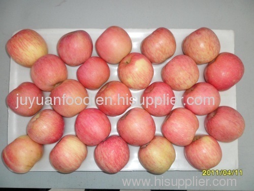 shandong fresh fuji red apples