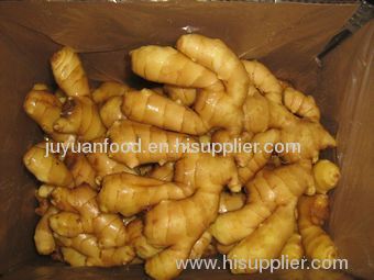 Anqiu Fresh Ginger