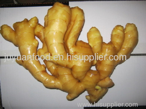 Anqiu 100g+ Fresh Ginger