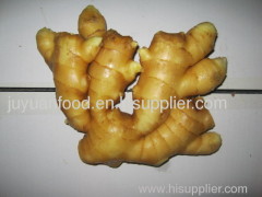 Anqiu 100g-150g Fresh Ginger