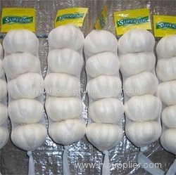 2011 new fresh pure white garlic