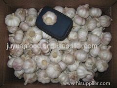 fresh normal white garlic