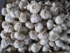 2011 new crop fresh normal white garlic