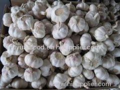 2011 new crop fresh normal white garlic