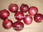 2011 new crop fresh red onion