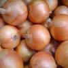 2011 new crop fresh yellow onion