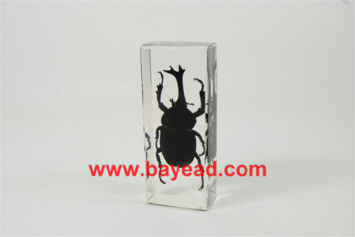 real insect specimen lucite paperweights,business gift,office gift