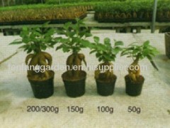 ficus ginseng / bonsai / indoor plant / pot plant