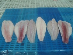 pangasius(basa),barramundi, tilapia, red snapper... with competitive price