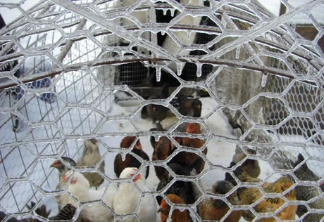 Chicken Wire