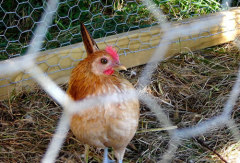 PVC Coated Chicken Wire Mesh