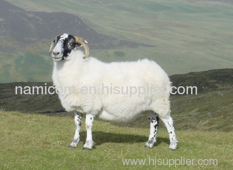sheep lamb meat sell
