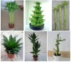 Lucky bamboo/Bondai/Indoor plant