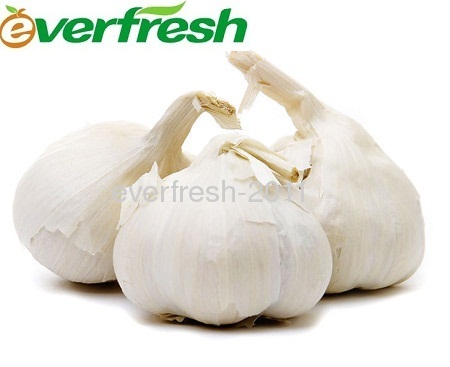 Fresh Pure White Garlic