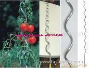 tomato spiral wire