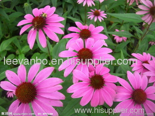 Echinacea extract