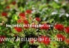 Rhodiola Rosea Extract powder