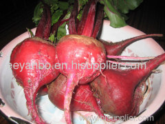 beetroot powder