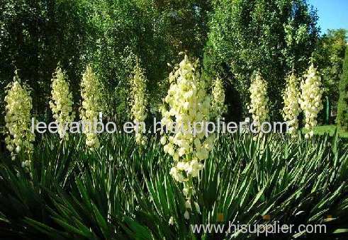 yucca extract