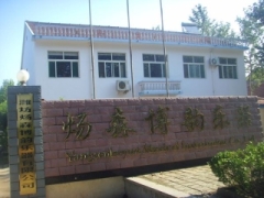 Weifang Yangsen Musical Instrument Co., Ltd.