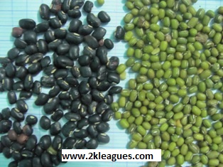 GREEN MUNGBEAN, BLACK BEAN, PEANUT