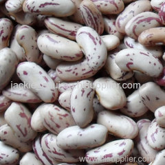 Light speckled kidney bean