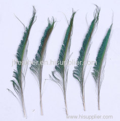 peacock feather