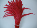 Cock feather