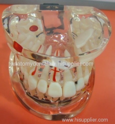 Normal & Pathological Dentition