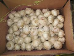 Chinese New Crop Garlic