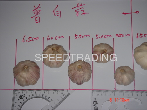 chinese garlic