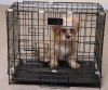 Welded wire dog kennels