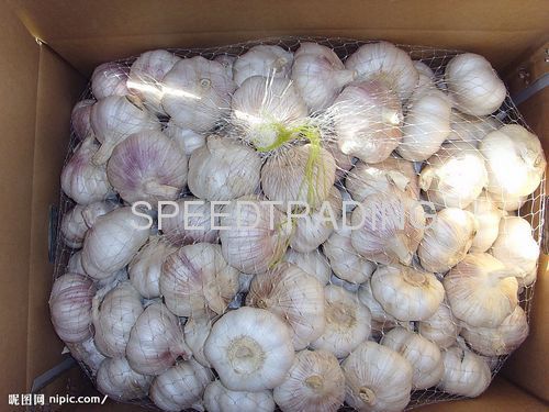 fresh white garlic