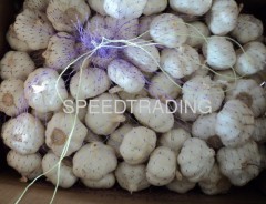 china organic garlic