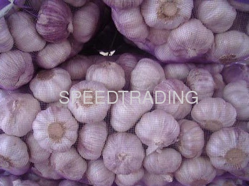 organic purple garlic