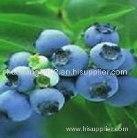 Bilberry P.E. Anthocyanins Blueberry P.E