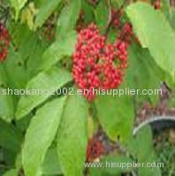 Elderberry P.E. , Sambucus Nigra P.E., Sambucus willamsii Hance, Anthocyanidins