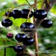 Black currant P.E. Black bean hull P.E Anthocyanins