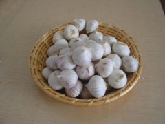 organic fresh garlic