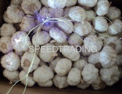 purple white garlic