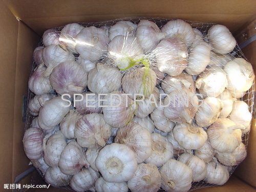 red garlic for sales