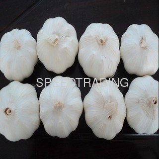 pure white fresh garlic