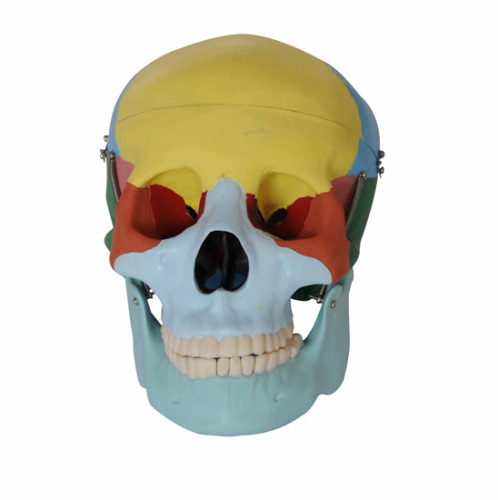 Skull Model