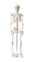 Skeleton Anatomy Model