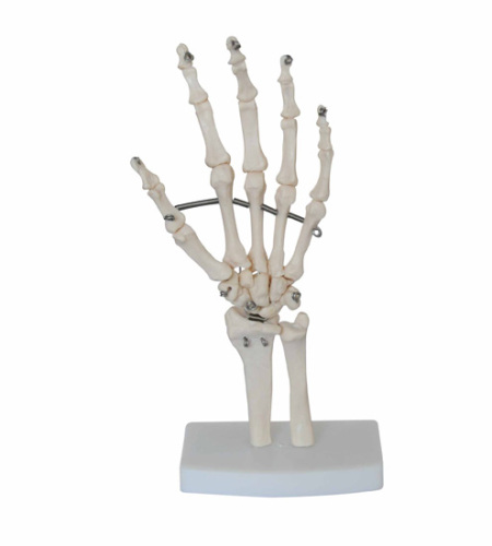 Life-Size Hand Joint with ligaments Demonstrate