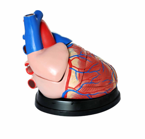 heart Anatomy model