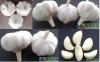 chinese fresh garlic