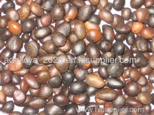 palm kernel nut or seed