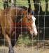 Cattle Fence