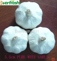 chinese fresh pure white garlic